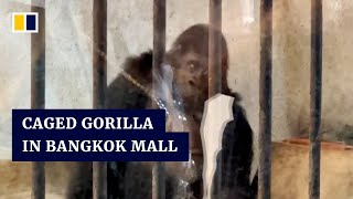 Time running out for lonely gorilla living in Bangkok shopping centre