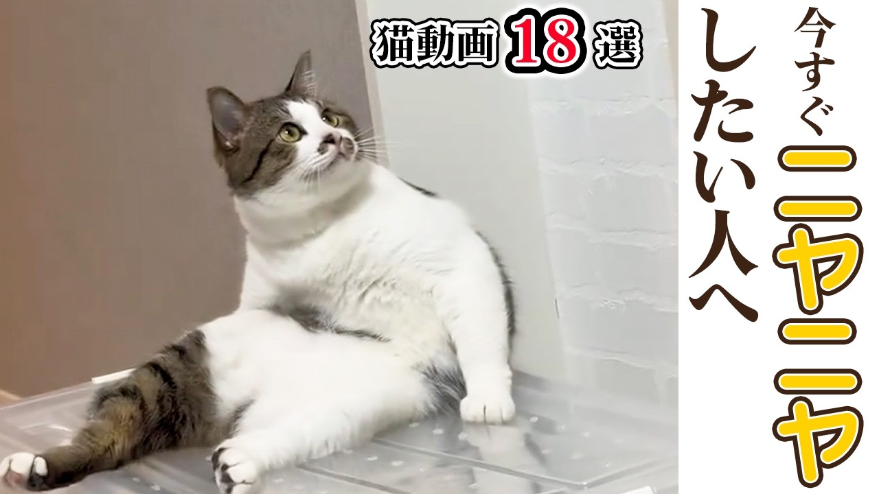 18 Selections] A collection of videos where you can experience