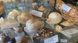 This Seashell Is Worth 700... Top 10 Rare Specimen Seashells In Toowoomba Worth Thousands