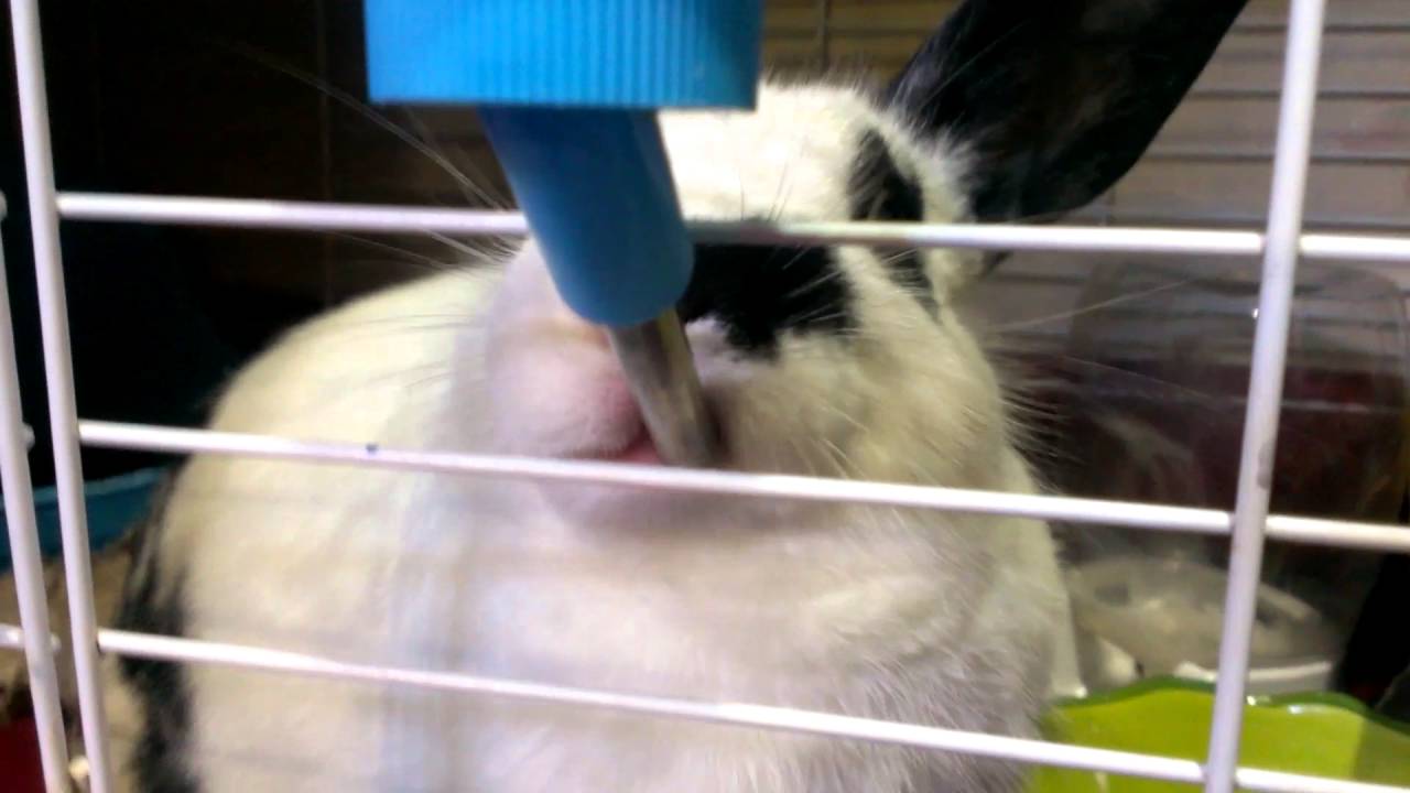 Rabbit Not Drinking Water But Eating Rabbit Not Drinking Water But Eating