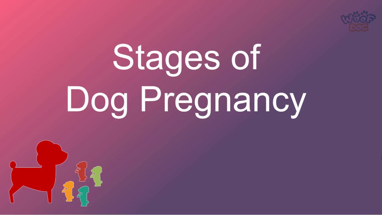 Dog Pregnancy Chart Week By Week