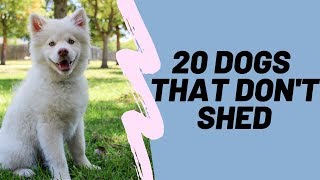 20 Dog That Don't Shed: Hypoallergenic Dog Breeds by Official Aidpets 41,544 views 4 years ago 5 minutes, 7 seconds