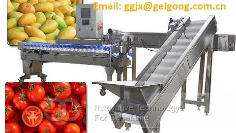 Multi-purpose Fruit Weight Sorting Machine|Mango Melon Grading Line WhatsApp +8618537181190