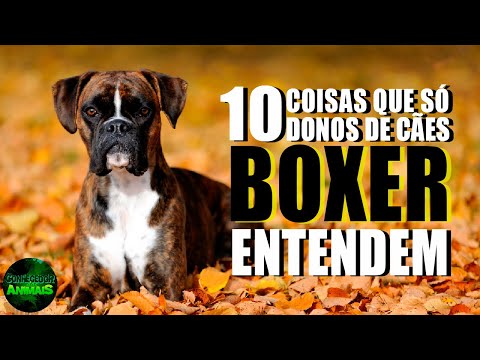 Vídeo: 10 coisas que apenas os proprietários de boxers entendem