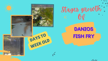 Danios fry growth(from day to week old)
