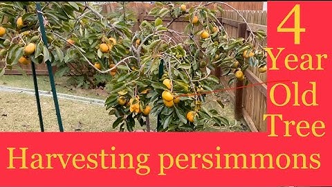 PERSIMMON HARVEST in Zone 7b NC