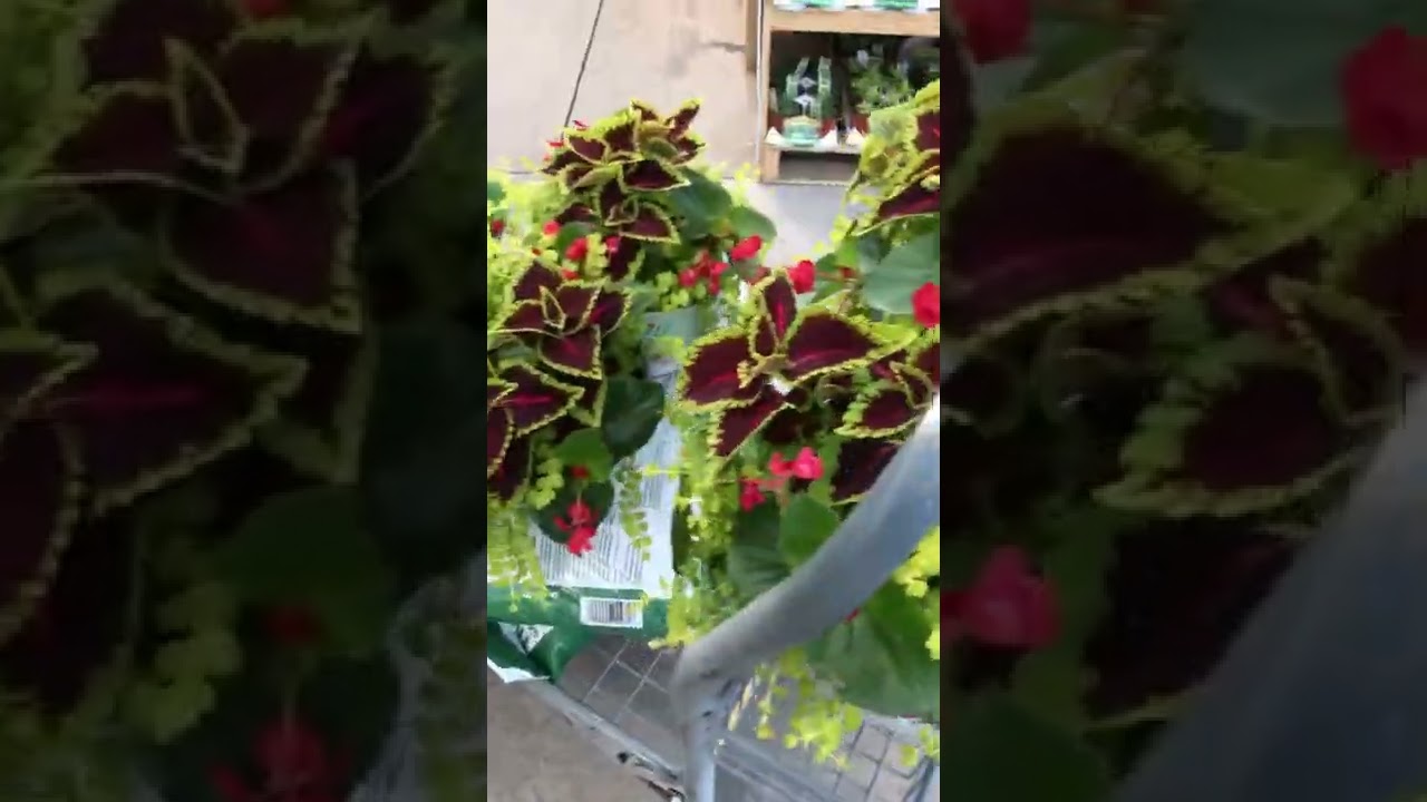 Lowes garden center shopping haul. 