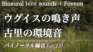 【バイノーラル自然音＆Foveon】ウグイスの鳴き声（さえずり）と古里の環境音（水の音・電車の音）1時間　ver.1.0  \/ Japanese bird chirping sounds