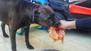 pitbull eat raw meat  ( pitbull first whole chicken ) by Dog Passion 16,851 views 3 years ago 13 minutes, 23 seconds