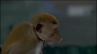 Filem jadul pocicu pocong banci lucu 😂😂