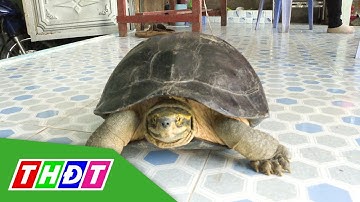 Bắt được con rùa răng nặng gần 7 ký ở huyện Tháp Mười | THDT