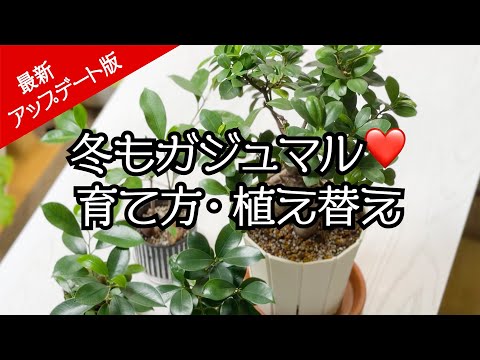 ガジュマル - YouTube