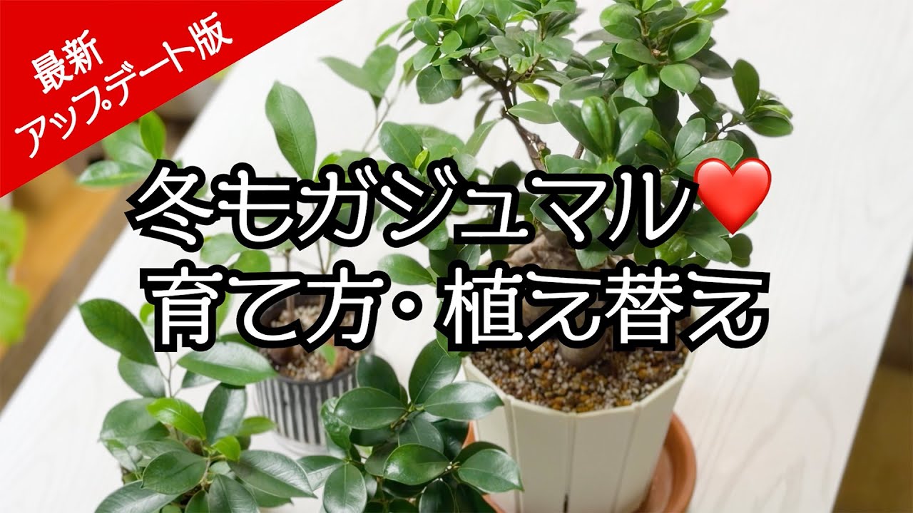 2026 Edition 🌱 Winter Gajumaru ❤️ Basics of Growing and