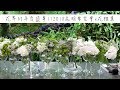 花界的年度盛事||2018昆明零交會x花雅集