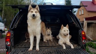 В берёзках всё зелёное