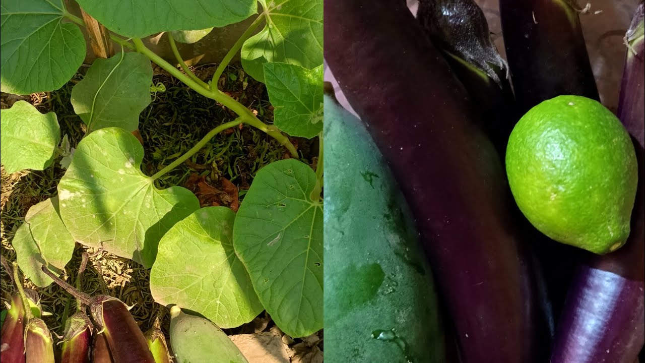 বাড়ির আনাচে কানাচে গাছ বসাই। এতে সংসারের অনেকটা   খরচ বাঁচে|| New vlog 