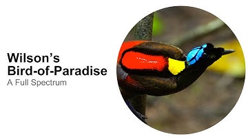Wilson's Bird-of-Paradise: A Full Spectrum