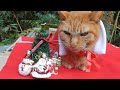 cat no1 cute なかよし茶トラ　クリスマス　Merry Christmas　2022