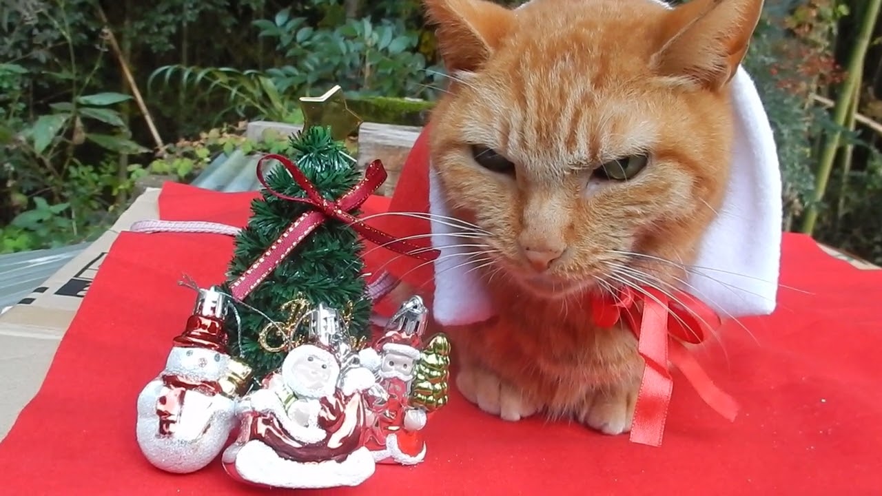 cat no1 cute なかよし茶トラ　クリスマス　Merry Christmas　2022
