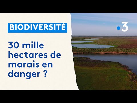 Un avenir incertain pour les zones humides du Cotentin et du Bessin