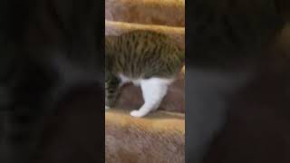 cat and ball on the stairs by Kurt Smolek 50 views 2 years ago 2 minutes, 10 seconds