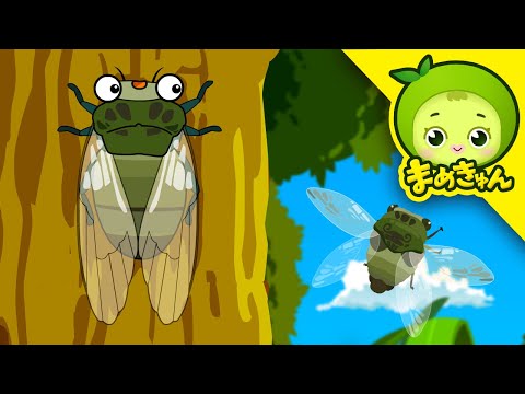 森の合唱団! | 昆虫探検 #15 | セミ | まめきゅん MAMEKYUNN