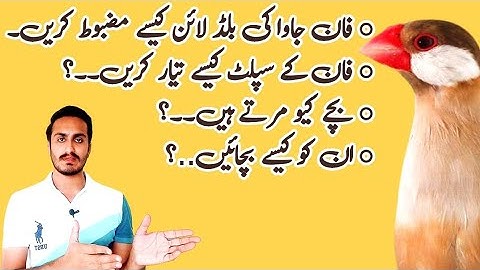 How to Make Strong Bloodline of Fawn Java (Vd:79) #birds #java #gouldianfinch #viral