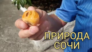 ФЛОРА И ФАУНА СОЧИ | мушмула, кустарничный крокодил, змея в санатории и многое другое