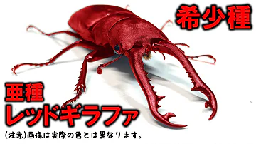 ギラファノコギリクワガタ折り Mp3