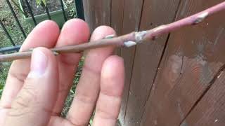 Peach tree is loaded with flower buds for spring!