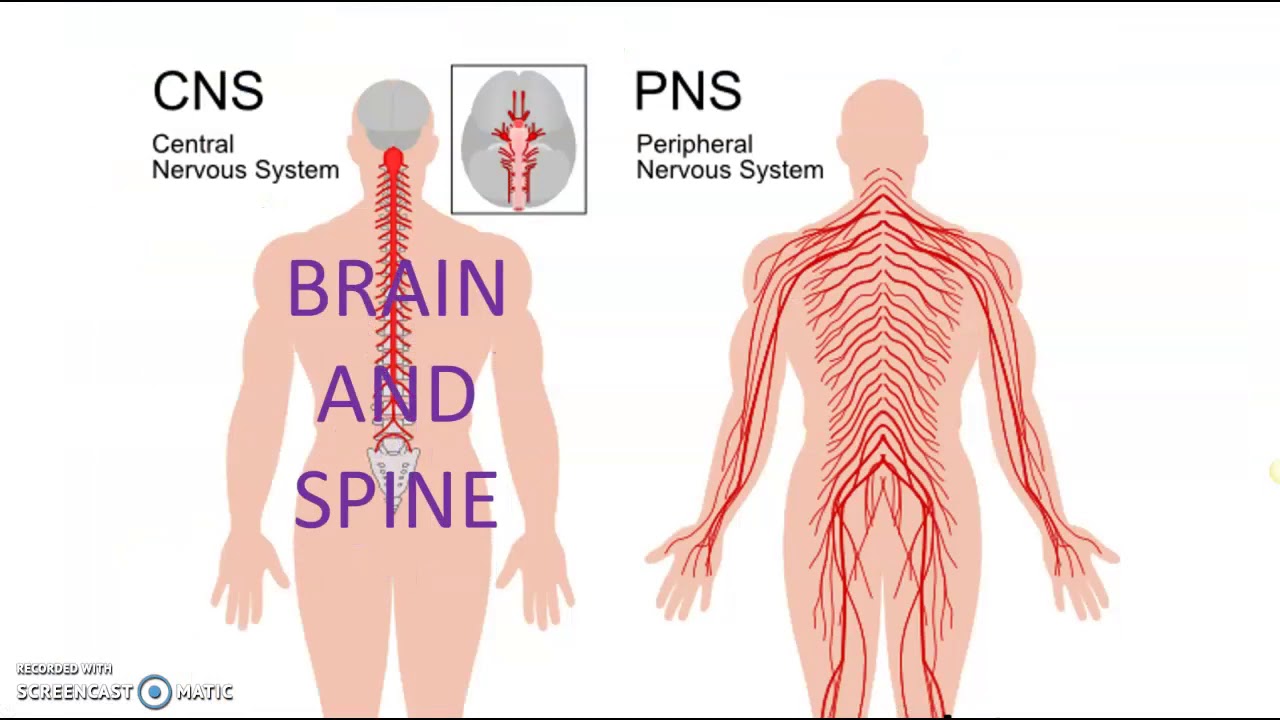 Периферическая нервная система сокращение. Нервная система. Нервная система человека. Периферическая нервная система. ЦНС И периферическая НС.