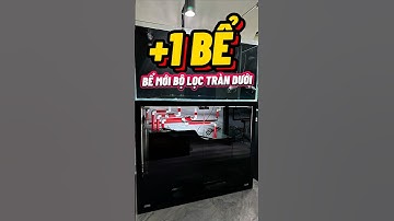 +1 bể mới hệ lọc tràn dưới😍 #cacanh #aquarium #thuysinh #aquaticpets #becacanh