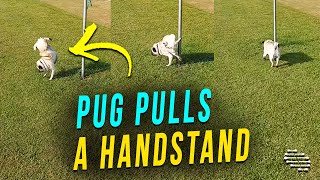 Pug Pulls a Handstand While Peeing Outside