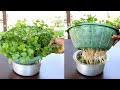 Grow Coriander at home in water; Dhaniya à¤‰à¤—à¤¾à¤¨à¥‡ à¤•à¤¾ à¤¸à¤¬à¤¸à¥‡ à¤†à¤¸à¤¾à¤¨ à¤¤à¤°à¥€à