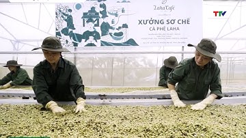 Thuế cà phê Mỹ về 0%: Cơ hội bứt phá cho xuất khẩu Việt| NSTH