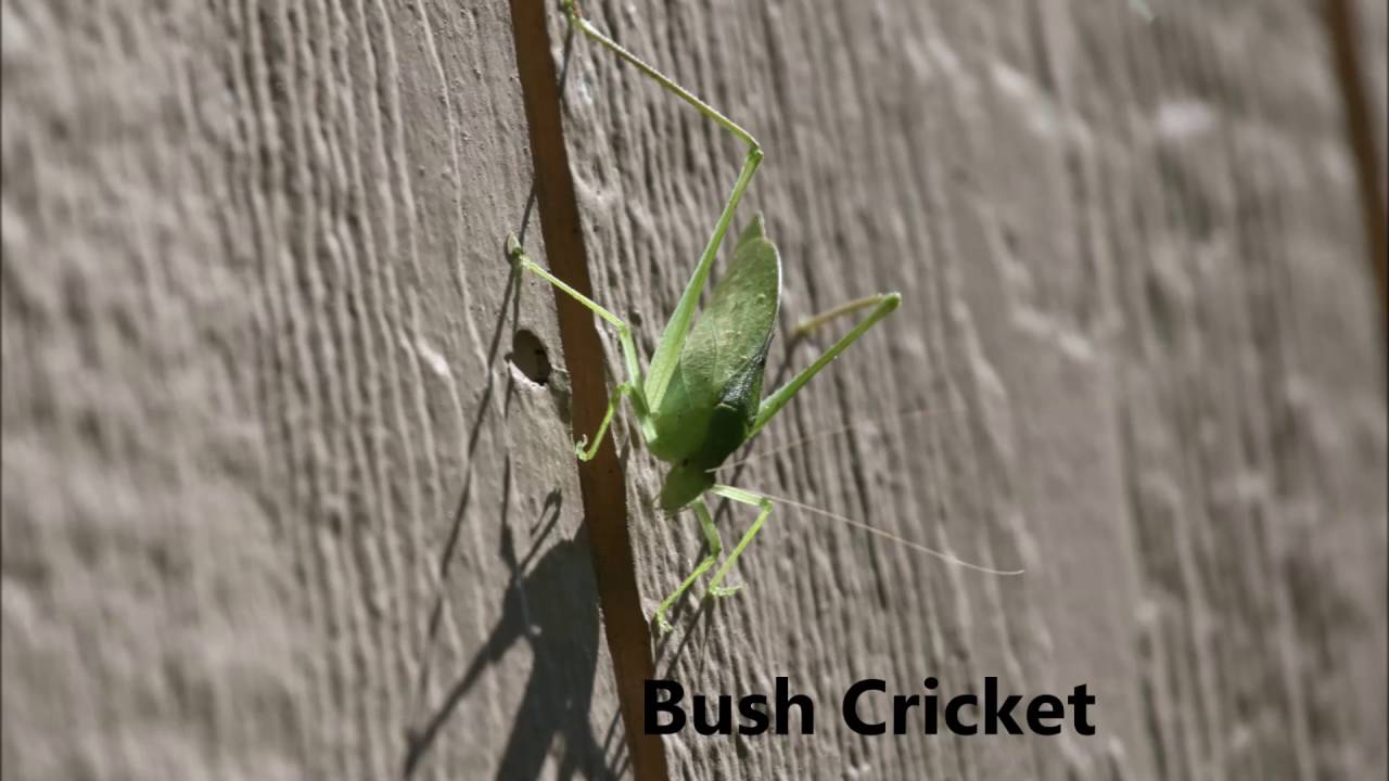 god's creation Katydid