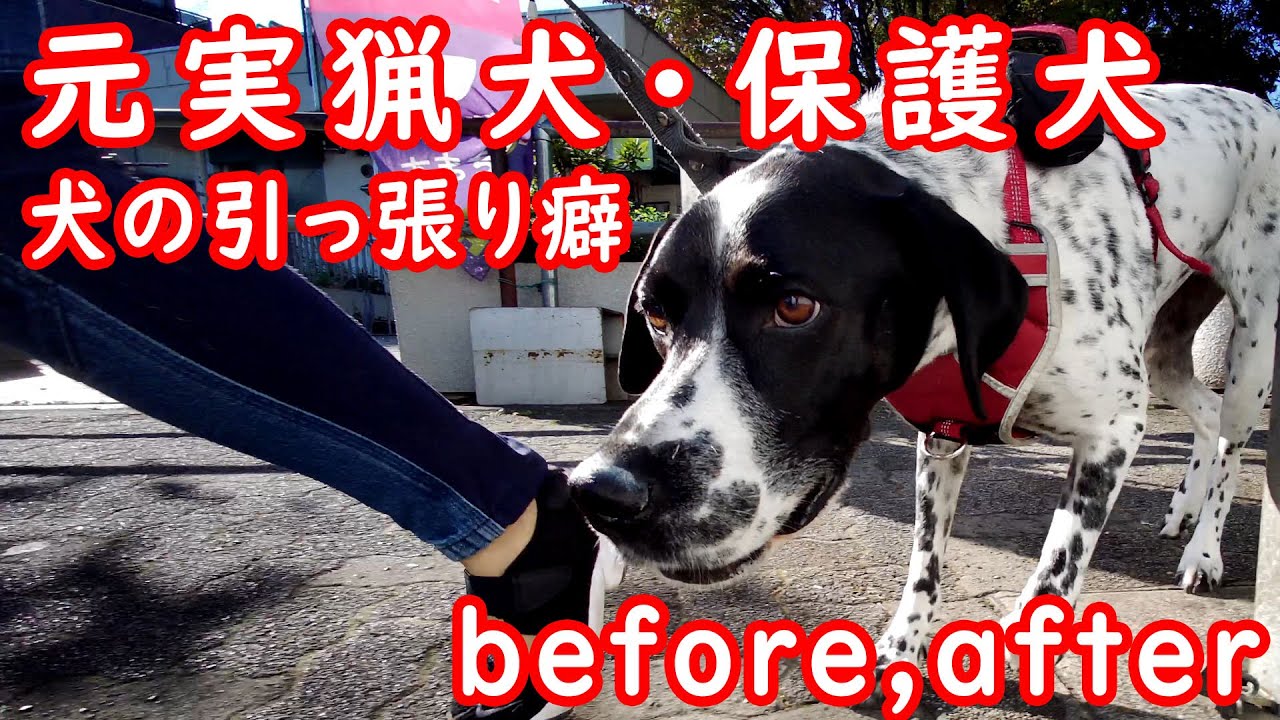 元保護犬＆実猟犬の強すぎる引き癖 Before&After #イングリッシュ