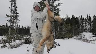 Another Newfoundland Coyote Hunt