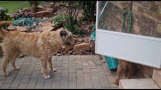 The secret life of Zack and Codie by Ailimick Irish Terriers Southern Africa 36 views 1 year ago 47 seconds