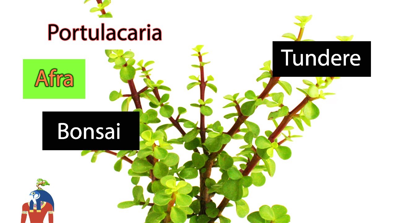 Portulacaria Afra 🐘 Tundere pentru formare bonsai + inmultire - recoltare butasi (part1) | mar 2021