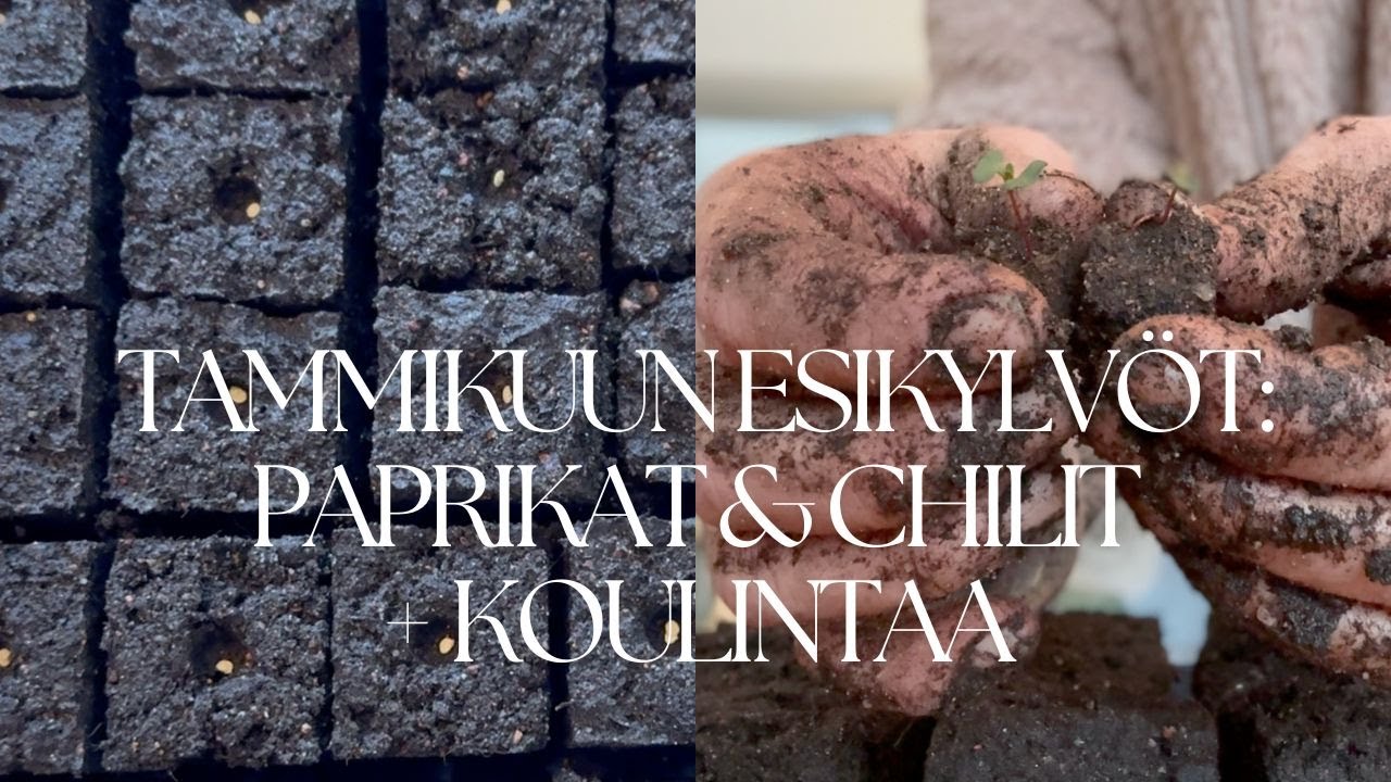Tammikuu esikylvöt 2026: paprikat ja chilit + koulintaa