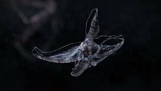 Specimen G - CGI 3D animation - produced with Houdini + Redshift