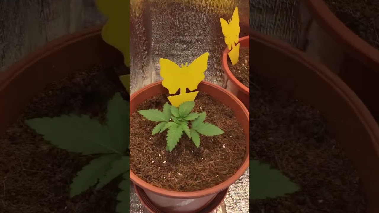 Evde düşük maliyetli kenevir yetiştirme kabini yapımı 