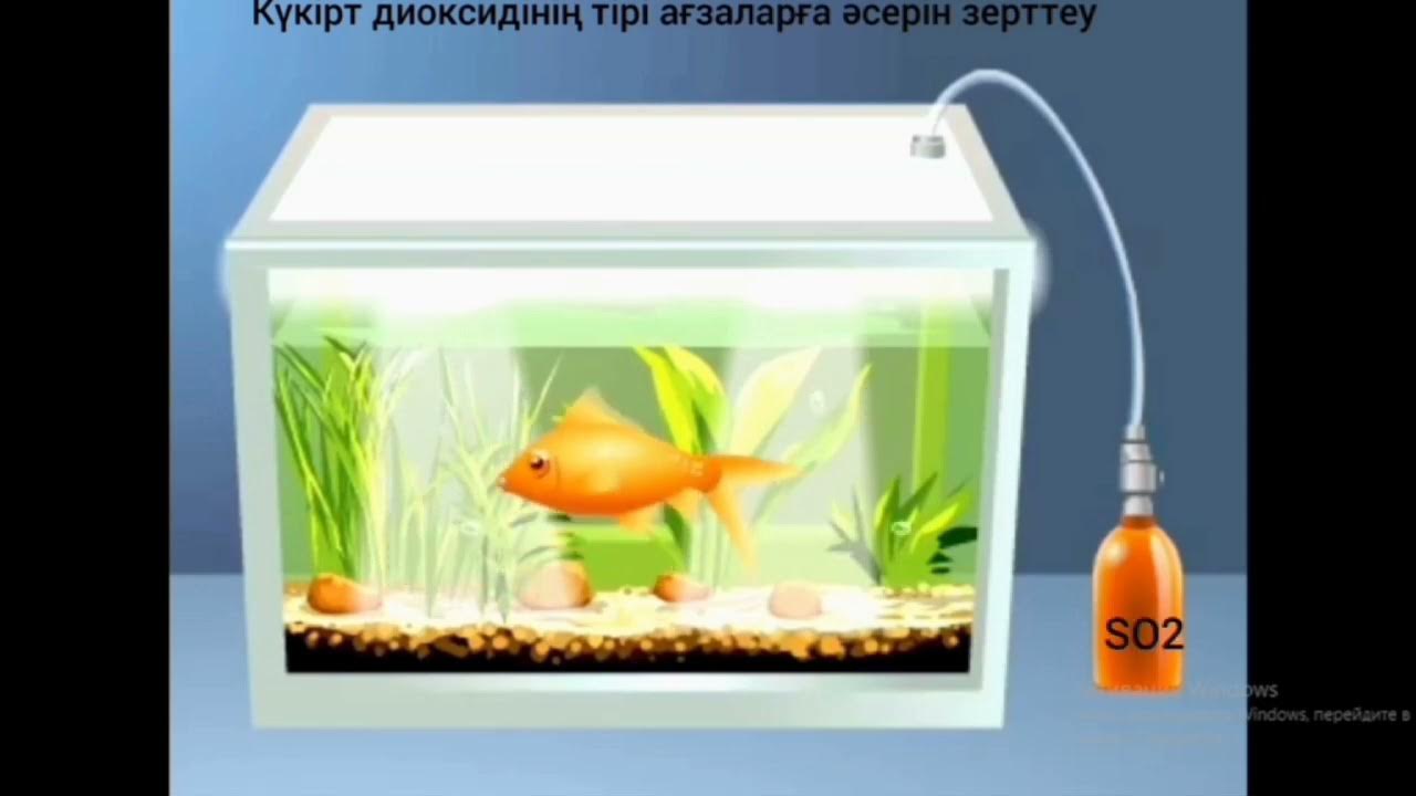 Әртүрлі киска позицияларының фотосуреттері Әртүрлі киска позицияларының фотосуреттері