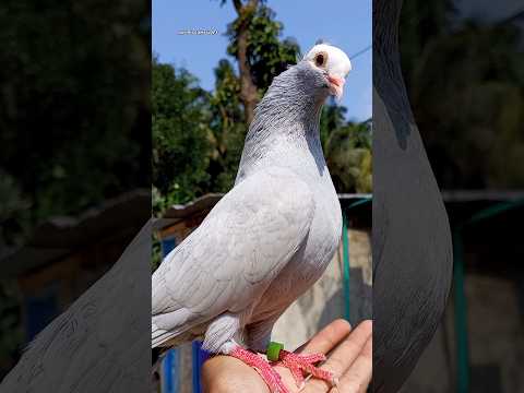 Mukhi pigeon is