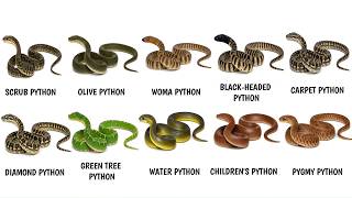 Every Python in Australia EXPLAINED
