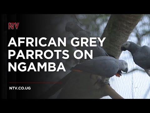 UWA Introduces African Grey Parrots To Ngamba Island