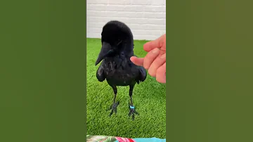 شوف الغراب كيف يقلد صوت الانسان سبحان الله 
