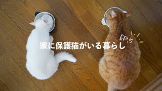 【保護猫がいる暮らし】猫と人間の暮らしを、三つの視点から考える。猫が過ごしやすい住宅環境を整えるコツ。