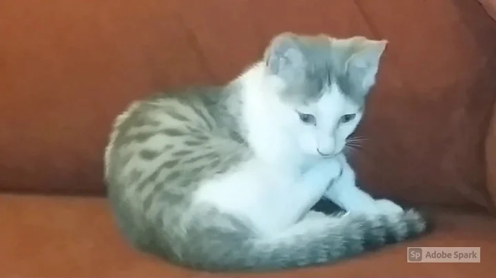 Video 11248021: munchkincat munchkins, munchkin cute kittens cat, cute little munchkin cat, big cat